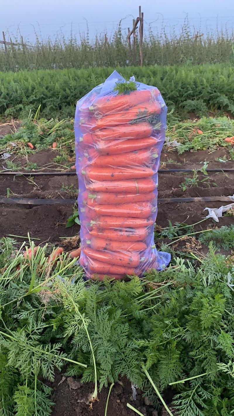 精品原产地三红胡萝卜带缨胡萝卜万亩规模价格优惠包您满意