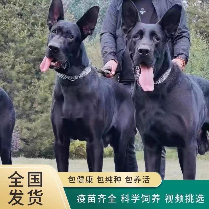 黑狼犬纯种黑狼犬幼犬双血统自然立耳黑狼犬大型护卫犬