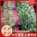 【香菜】河北大叶香菜产地直发可视频看货品质保证