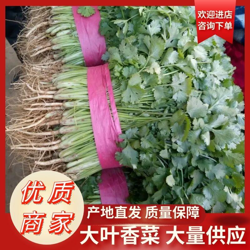 【香菜】河北大叶香菜产地直发可视频看货品质保证