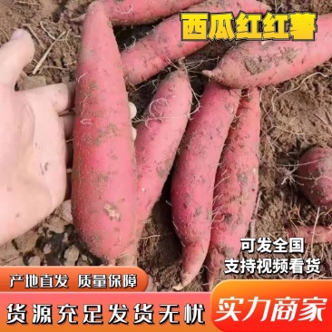 西瓜红直供市场电商加工厂保证质量有负责的打包工人