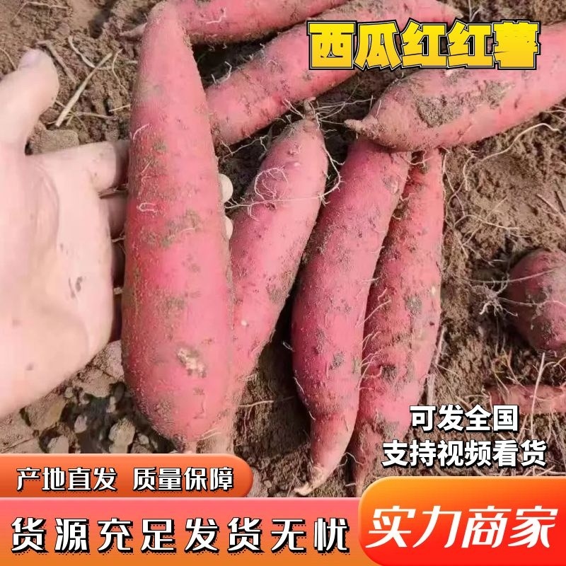西瓜红直供市场电商加工厂保证质量有负责的打包工人