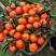 万州精品古红桔，红橘大量上市一手货源品质保证欢迎来电！