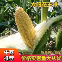 【热卖】黄甜玉米精品太阳花玉米保质保量有需可致电详谈