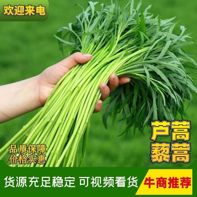 【优选】藜蒿泥耗基地种植货源稳定充足一条龙欢迎致电