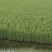 精品大米香米品质保证诚信经营米香浓郁量大从优欢迎采购