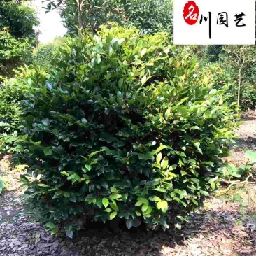 四川文母球苗木基地造型文母价格行情成都文母球苗木批发