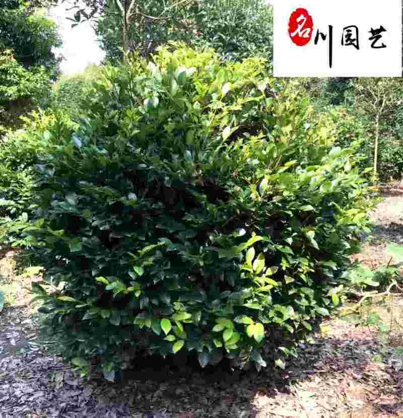 四川文母球苗木基地造型文母价格行情成都文母球苗木批发