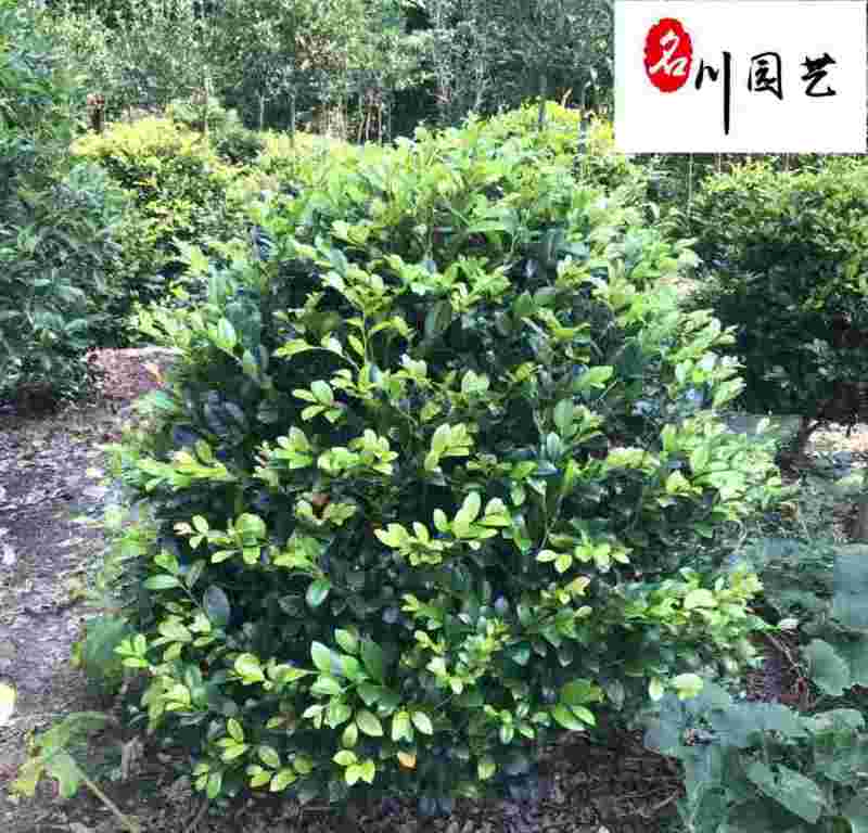 四川文母球苗木基地造型文母价格行情成都文母球苗木批发