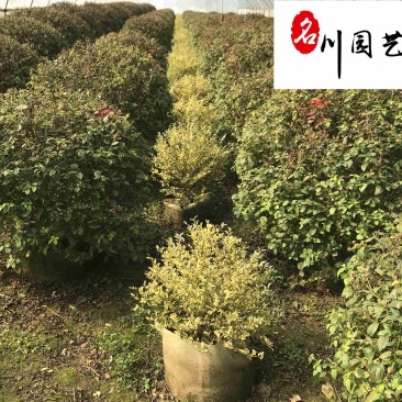 四川苗木基地批发五色梅球五色梅球优惠价格苗圃自产自销