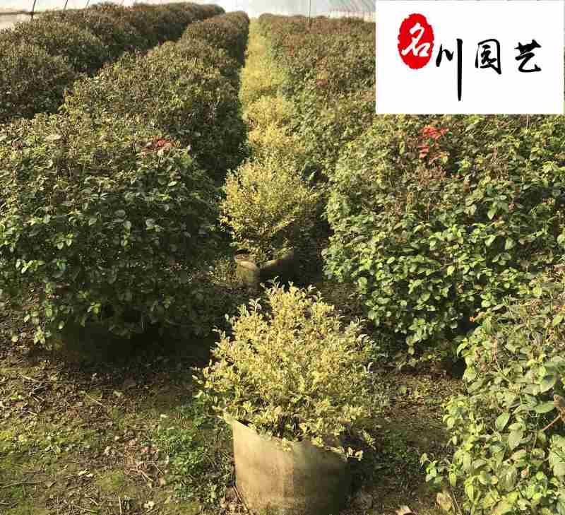 四川苗木基地批发五色梅球五色梅球优惠价格苗圃自产自销