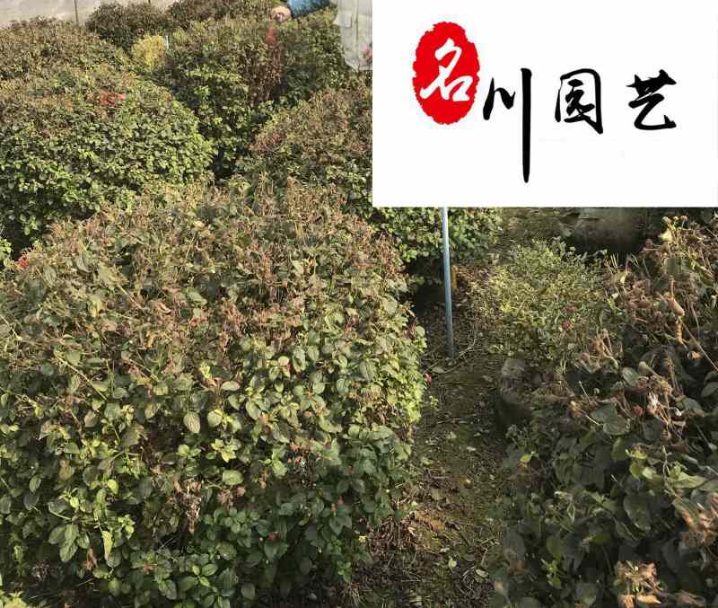 四川苗木基地批发五色梅球五色梅球优惠价格苗圃自产自销