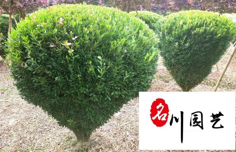 小叶黄杨球降价处理园林绿化小叶黄杨球四川造型苗木基地