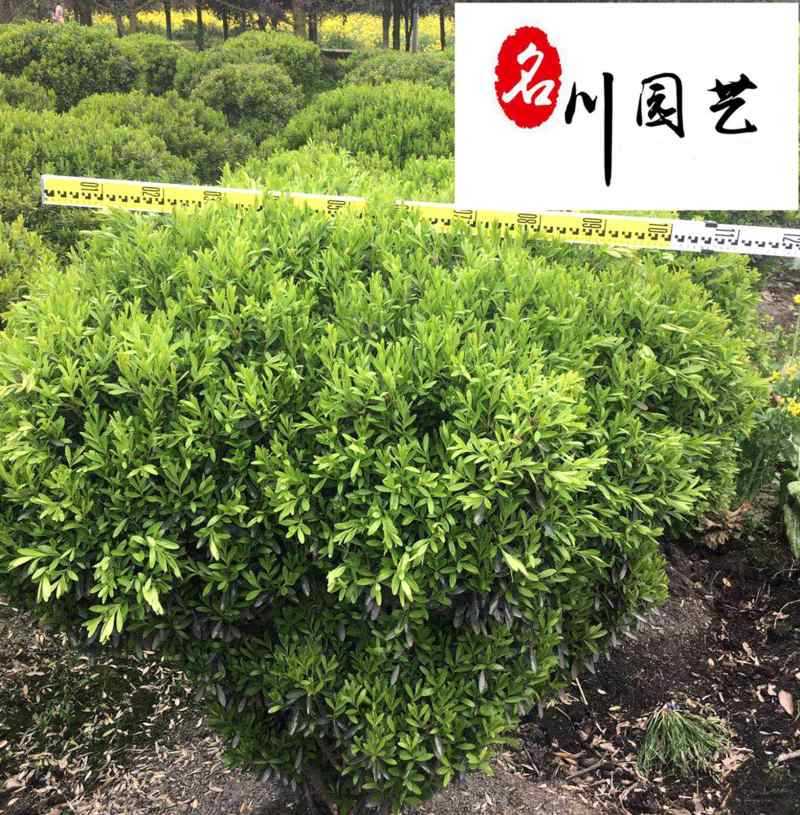小叶黄杨球降价处理园林绿化小叶黄杨球四川造型苗木基地