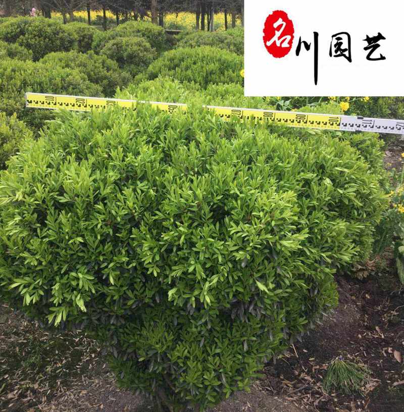 小叶黄杨球降价处理园林绿化小叶黄杨球四川造型苗木基地