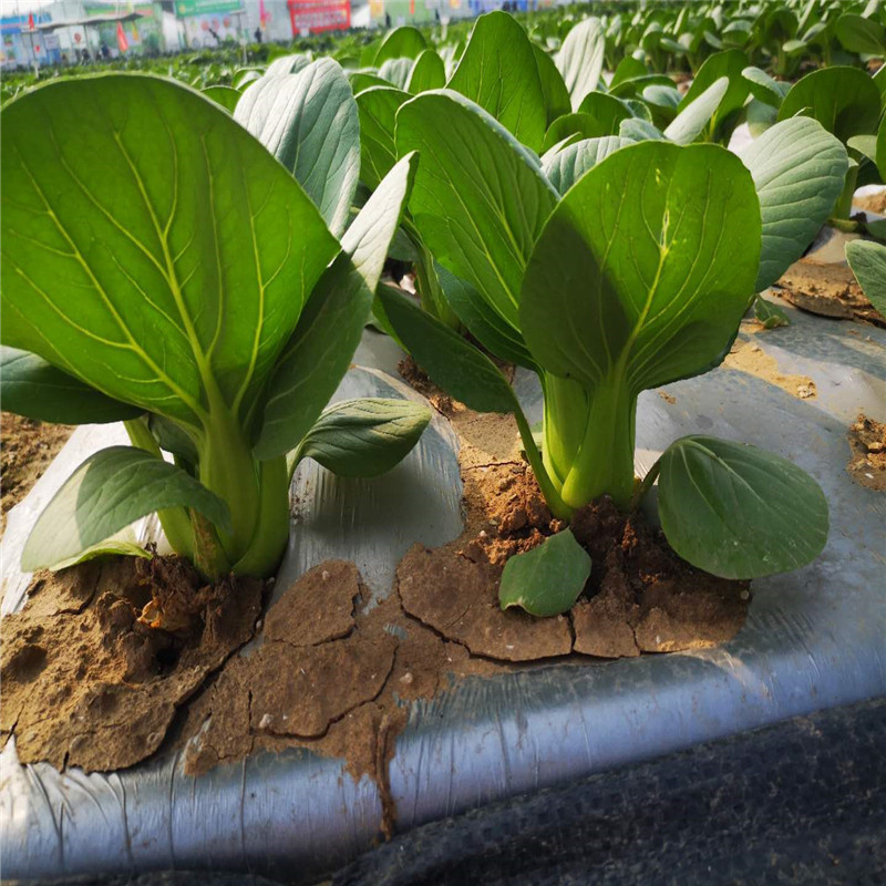 冬傲88青梗菜种子
