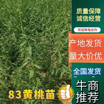 【苗圃直发】安徽黄金冠,83黄桃苗自家苗圃现挖现发高存活