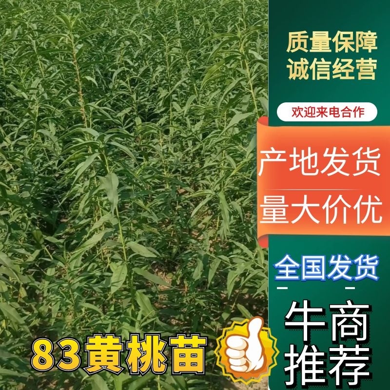 【苗圃直发】安徽黄金冠,83黄桃苗自家苗圃现挖现发高存活