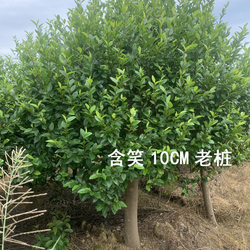含笑球含笑树苗庭院含笑苗盆栽浓香型醉香含笑别墅园林绿化树