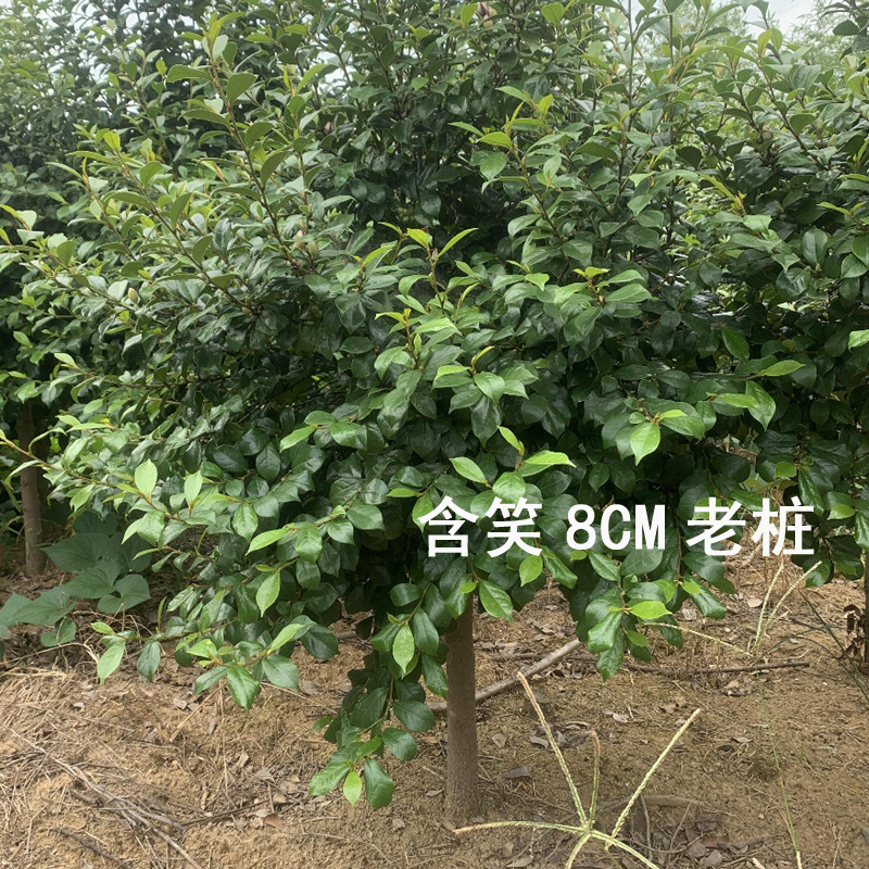 含笑球含笑树苗庭院含笑苗盆栽浓香型醉香含笑别墅园林绿化树