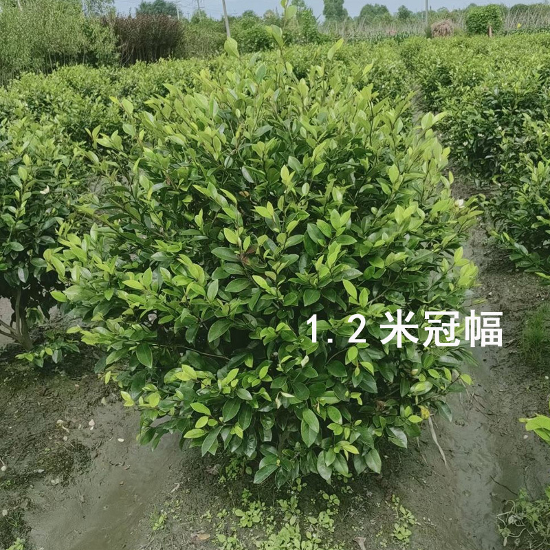 含笑球含笑树苗庭院含笑苗盆栽浓香型醉香含笑别墅园林绿化树