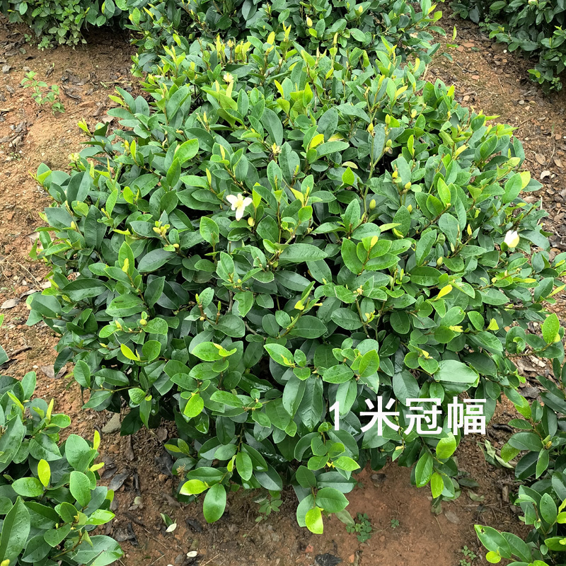 含笑球含笑树苗庭院含笑苗盆栽浓香型醉香含笑别墅园林绿化树