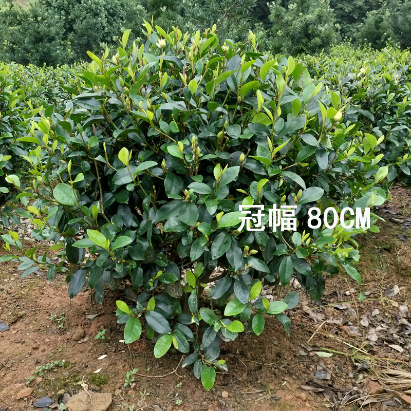 含笑球含笑树苗庭院含笑苗盆栽浓香型醉香含笑别墅园林绿化树