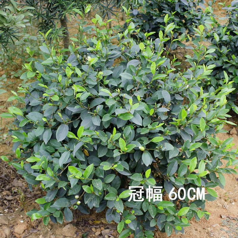含笑球含笑树苗庭院含笑苗盆栽浓香型醉香含笑别墅园林绿化树