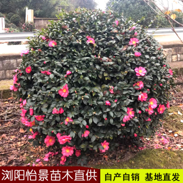 茶梅球庭院花卉风景树花境植物绿化树苗木