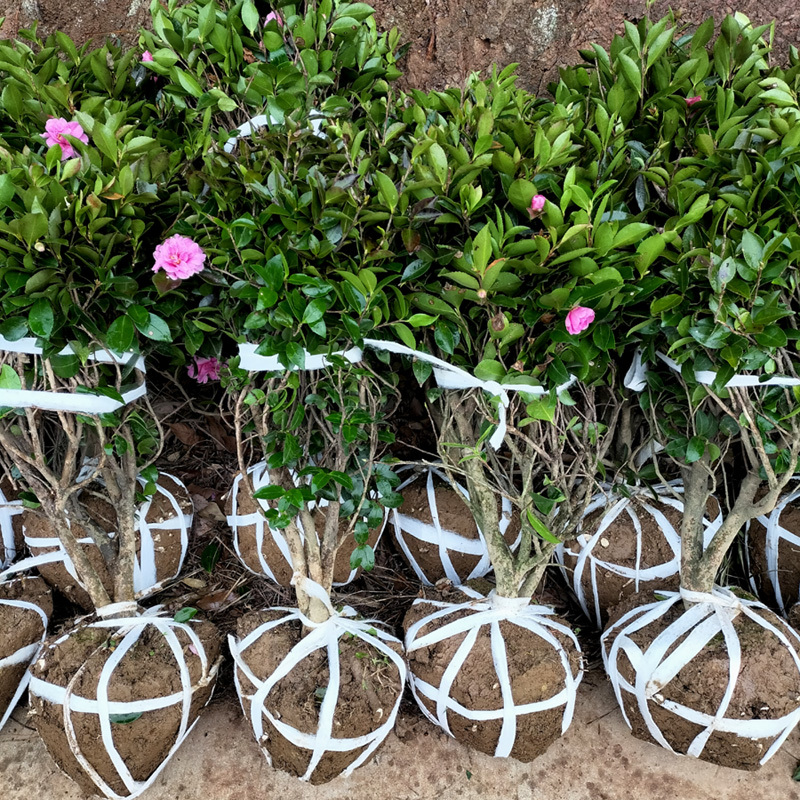 茶梅球庭院花卉风景树花境植物绿化树苗木