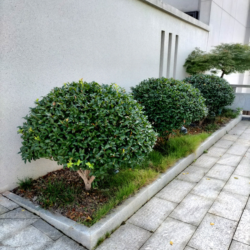 茶梅球庭院花卉风景树花境植物绿化树苗木
