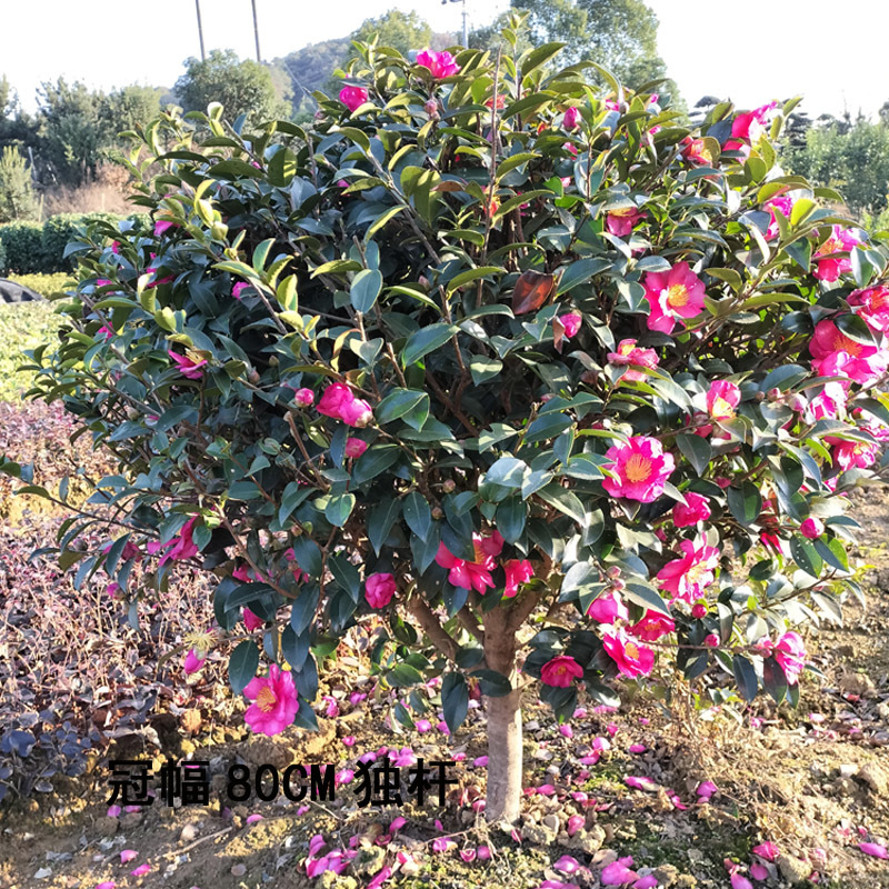 茶梅球庭院花卉风景树花境植物绿化树苗木