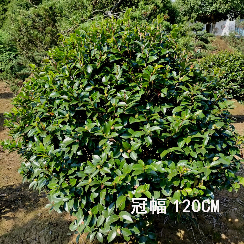 茶梅球庭院花卉风景树花境植物绿化树苗木