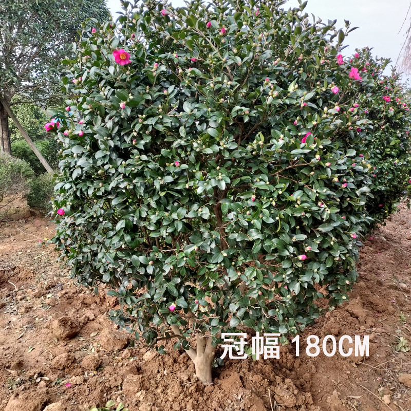 茶梅球庭院花卉风景树花境植物绿化树苗木
