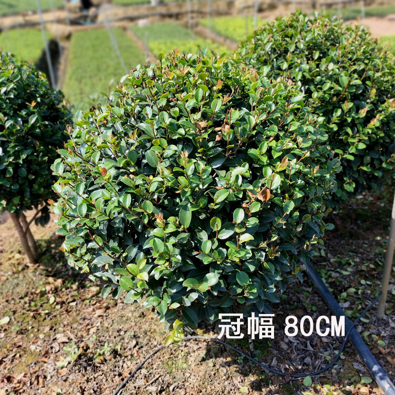 茶梅球庭院花卉风景树花境植物绿化树苗木