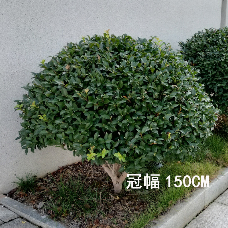 茶梅球庭院花卉风景树花境植物绿化树苗木