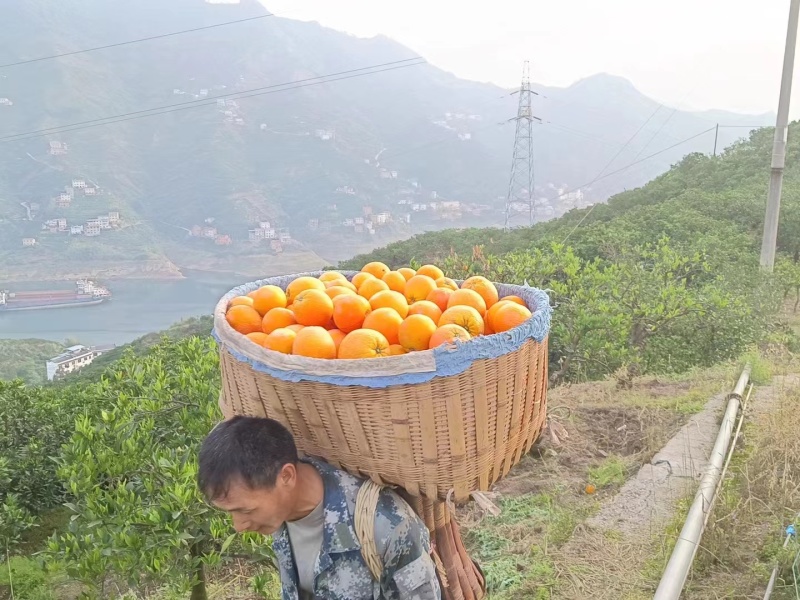 广西贺州富川纽荷尔脐橙，皮薄肉多口感非常好，一手货源产地