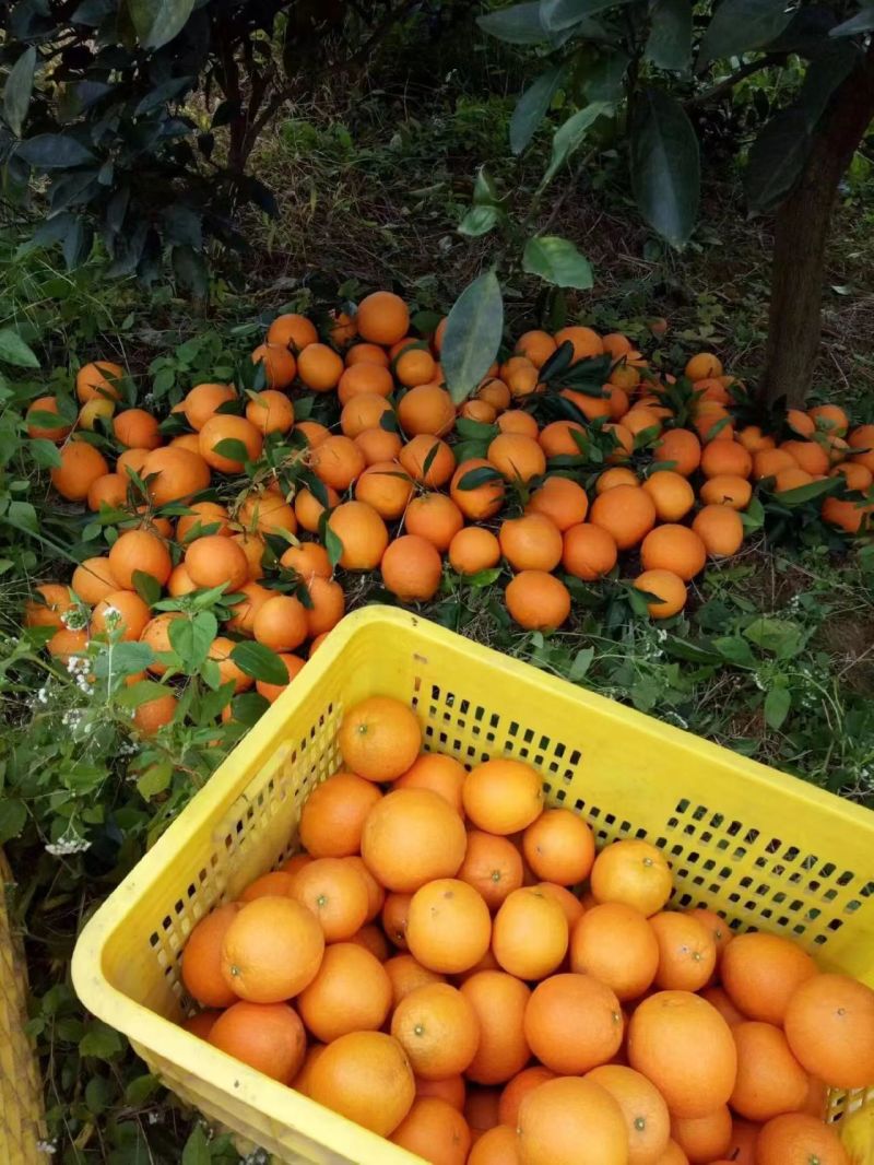 广西贺州富川纽荷尔脐橙，皮薄肉多口感非常好，一手货源产地