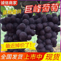 巨峰葡萄大量上市了，辽宁产地现摘现发，可发全国市场