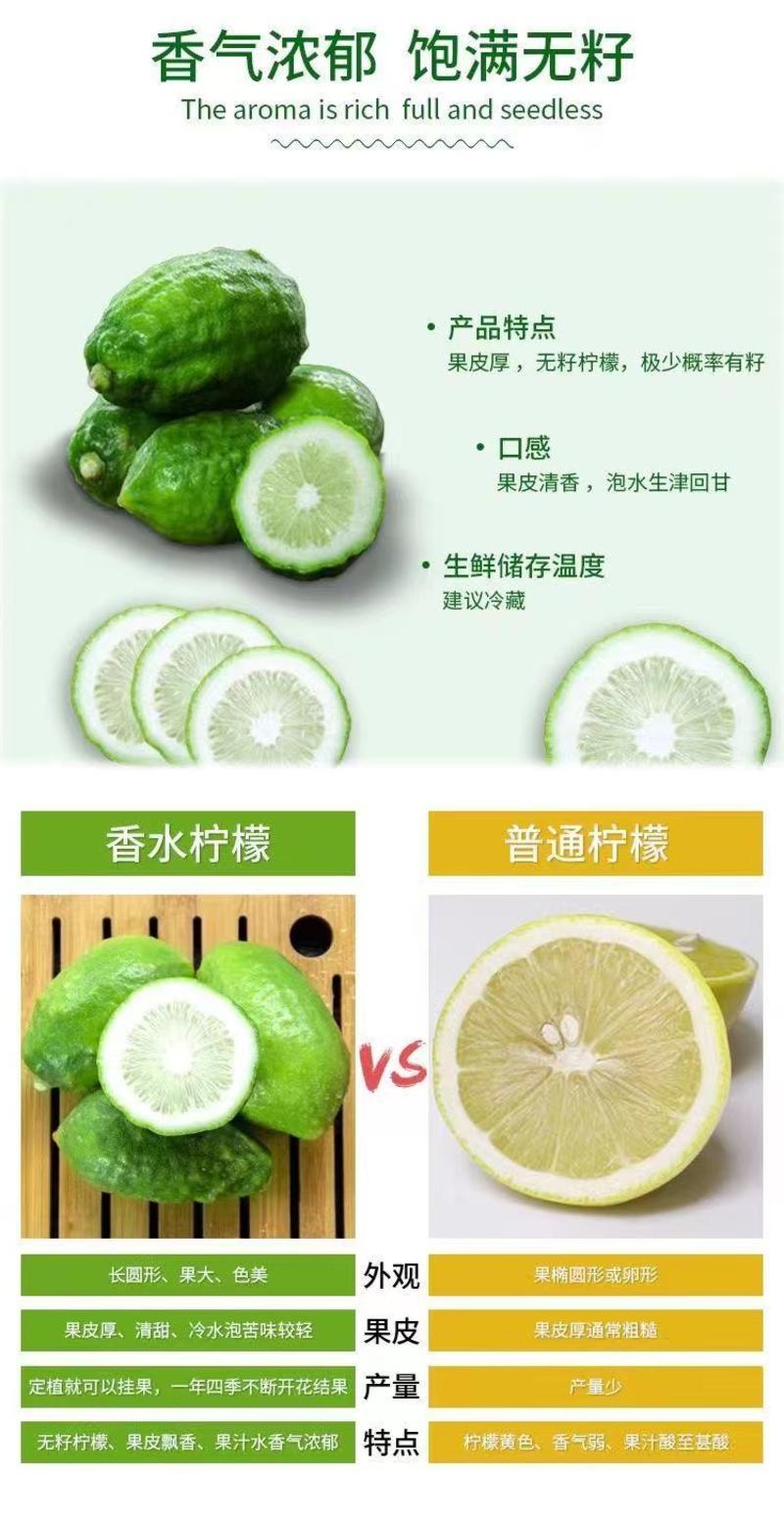 现货广东香水柠檬精选爆香型新鲜现摘无籽大果