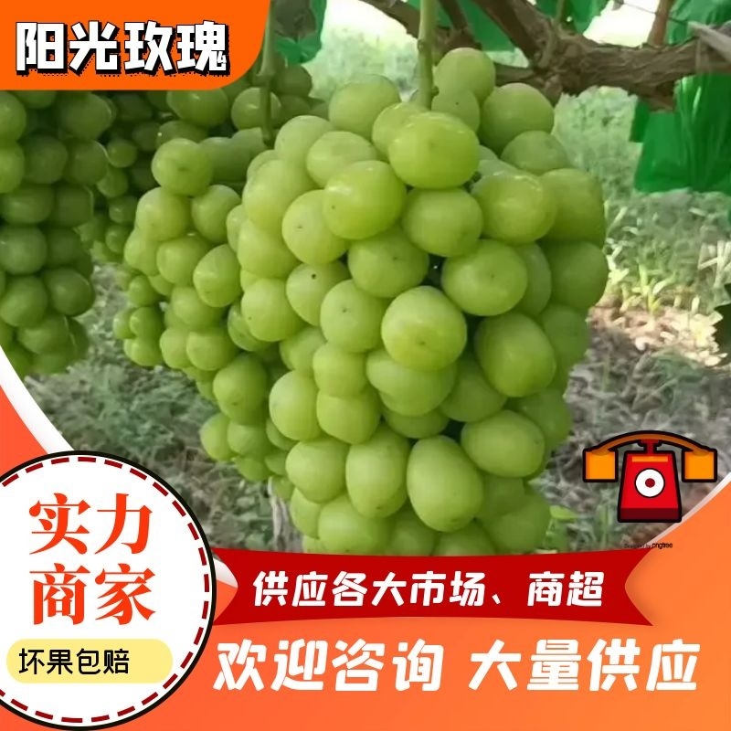 精品阳光玫瑰，颗粒饱满，供应电商，各大水果交易市场