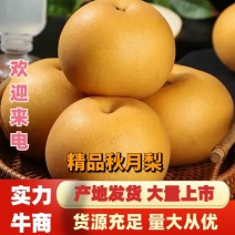 精品秋月梨，品质好，口感好，糖度高，礼盒装，优质包装团队