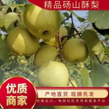 精品砀山酥梨，脆甜可口，对接电商平台，各大水果交易市场