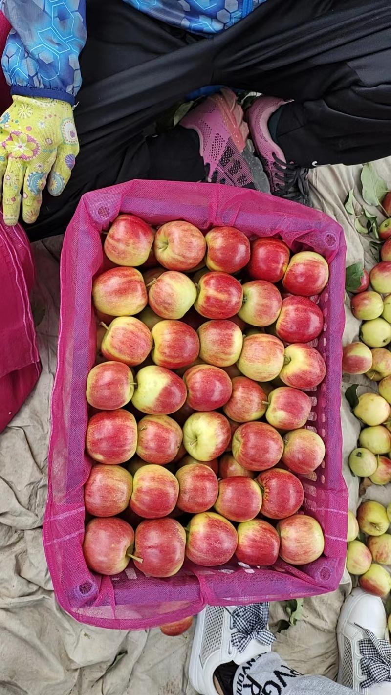金红苹甜脆香品质保证产地直发可以视频看货量大从优
