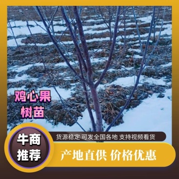 鸡心果树苗大量供应一手货源保质保量可视频看货价格详谈