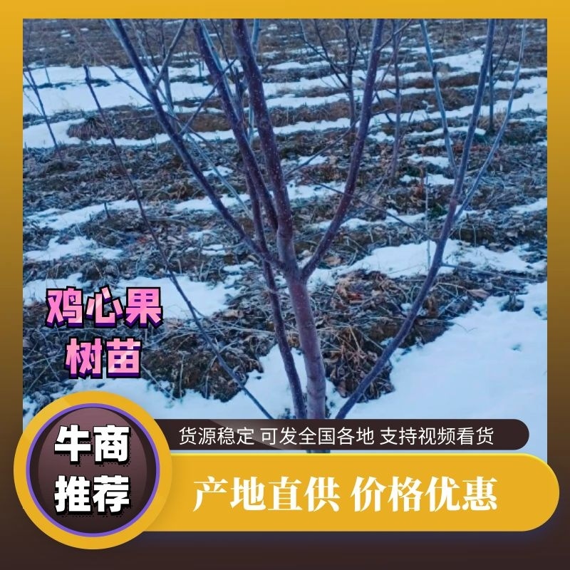 鸡心果树苗大量供应一手货源保质保量可视频看货价格详谈