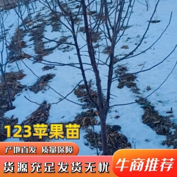 123苹果苗大量有货产地一条龙对接全国客商，视频看货，电联