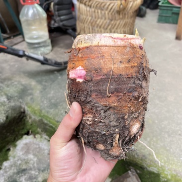 福建长汀槟榔芋头，精品货源，品质保障，农家种植