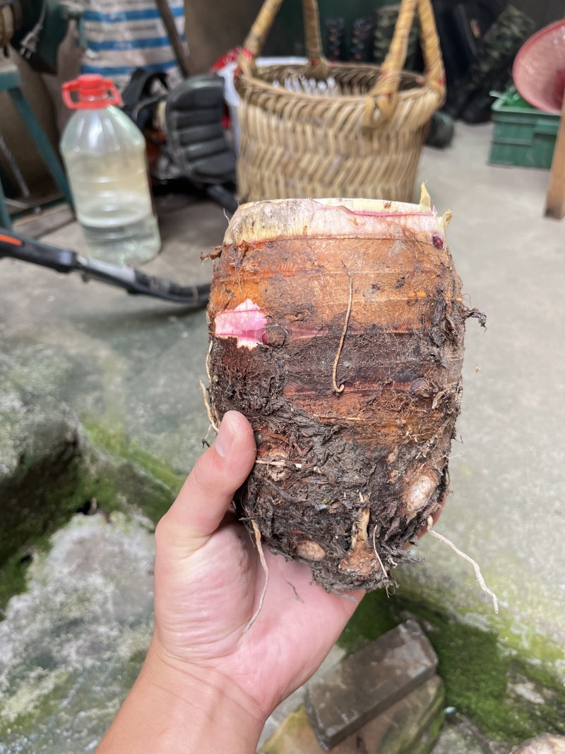 福建长汀槟榔芋头，精品货源，品质保障，农家种植