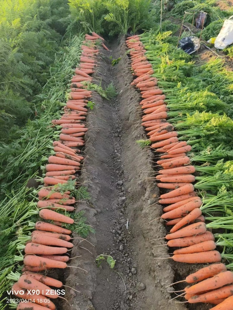 【精品推荐】开封胡萝卜，产地一手货源，量大从优，全国发货